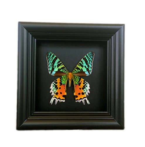 Real Framed Sunset Moth Display Shadow Box