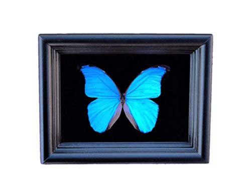 Best Butterfly In A Shadow Box