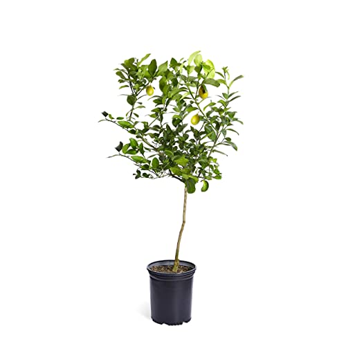 Brighter Blooms - Meyer Lemon Tree - Indoor or Outdoor Potted Fruit Plant, 3-4 Feet - No Shipping to FL, CA, TX, LA or AZ