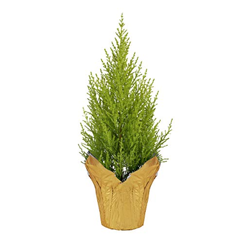 The Three Company Fragrant Lemon Cypress Tree, 12