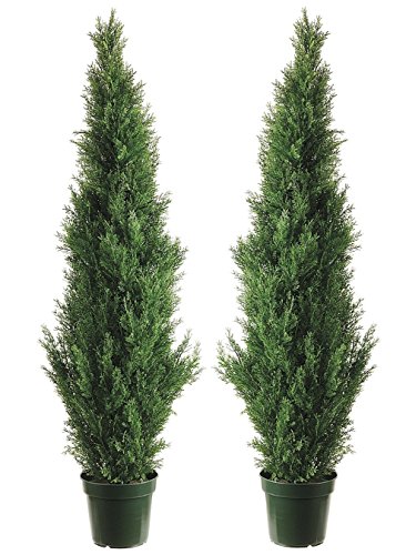 The Best Lemon Cypress Trees For Sale: Buy Quality And Enjoy The Fragrance!